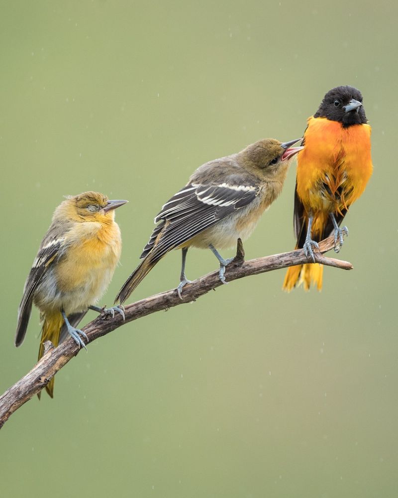 Young Birds Lead The Migration Parade