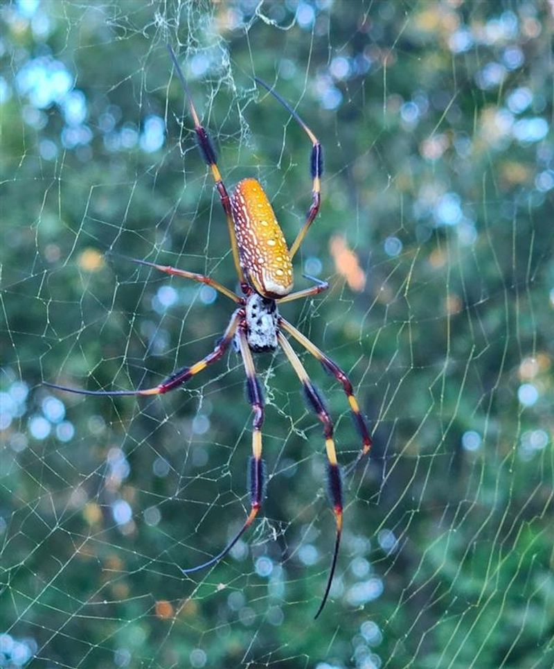 Natural Pest Control Benefits