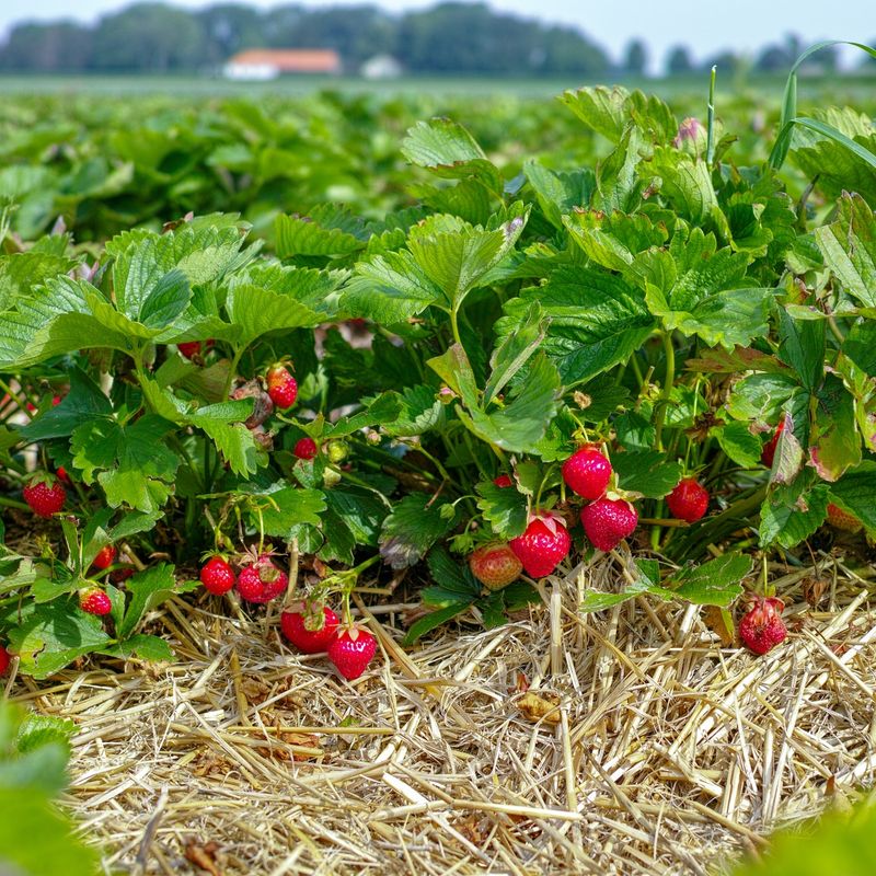 Renovation For June-Bearing Varieties