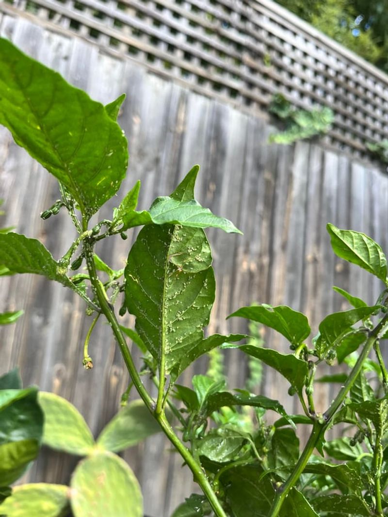 Pest Vigilance