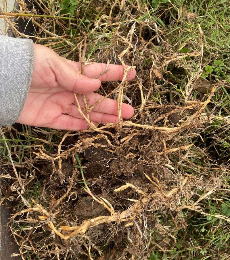 Root Fragments Left Behind Spell Trouble