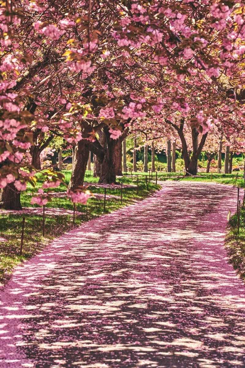 Okame Cherry Trees Along The Main Path