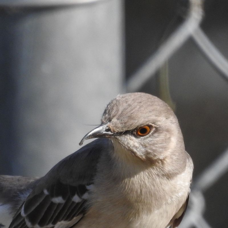 Northern Mockingbird: The Mimic Master