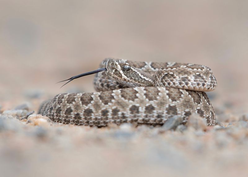 Prairie Rattlesnake