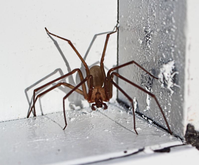 Brown Recluse Spiders In Garden Storage