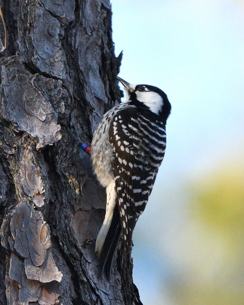 Red-Cockaded Woodpeckers In Pine Trees