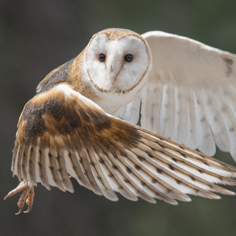 Barn Owls
