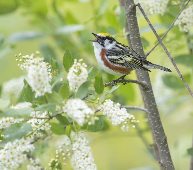 Migratory Songbirds