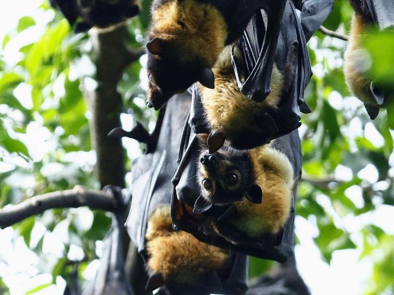 Bat Colonies