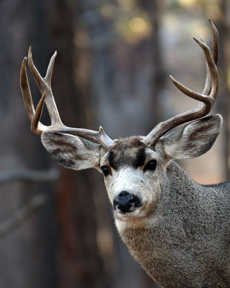 Mule Deer