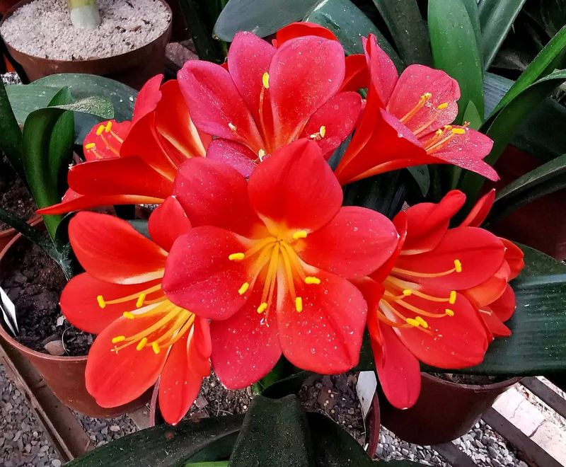 Clivia