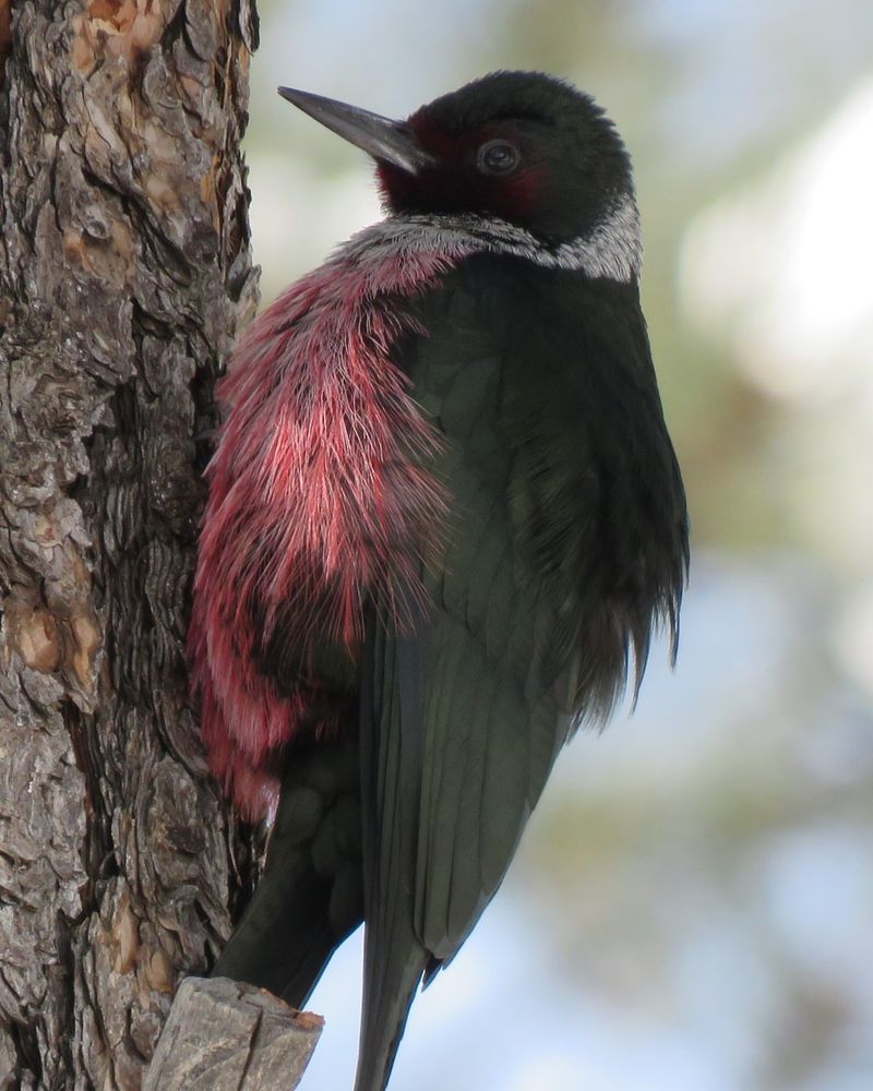 Lewis's Woodpecker