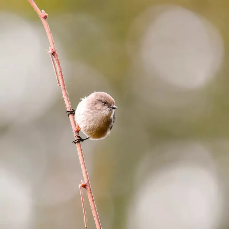 Bushtit: The Tiny Flock Hunter