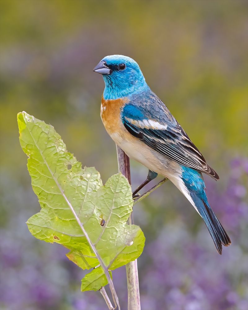 Lazuli Bunting