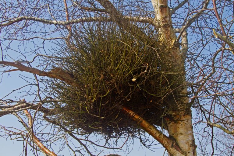 Witches' broom, a deformity caused by a fungus