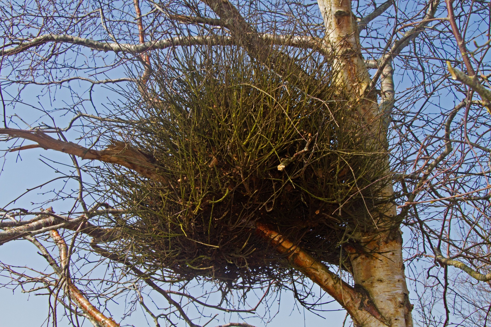 What Looks Like A Nest In Your Texas Tree May Actually Be Something Entirely Different