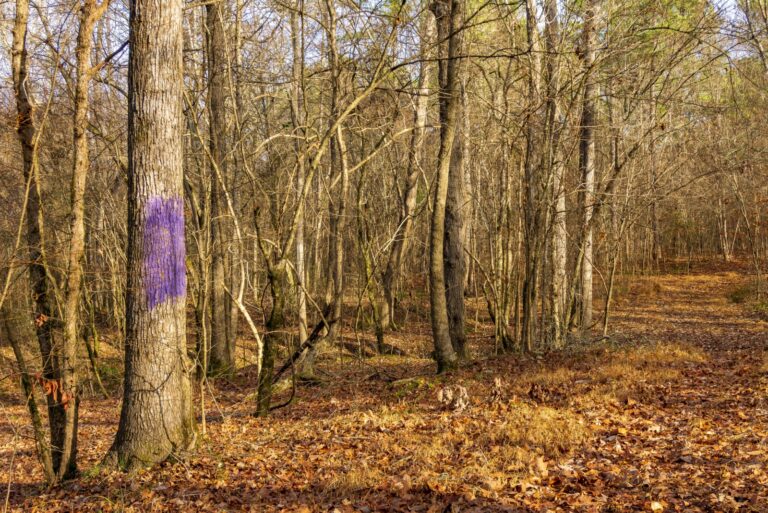 purple paint on tree
