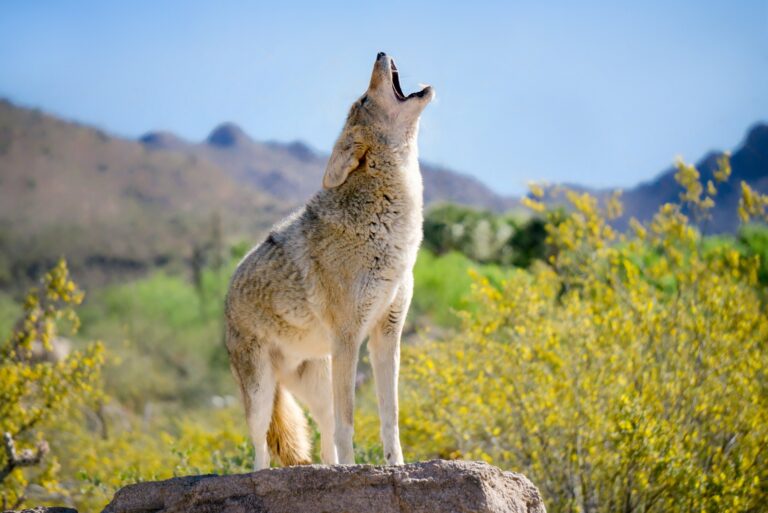 coyote