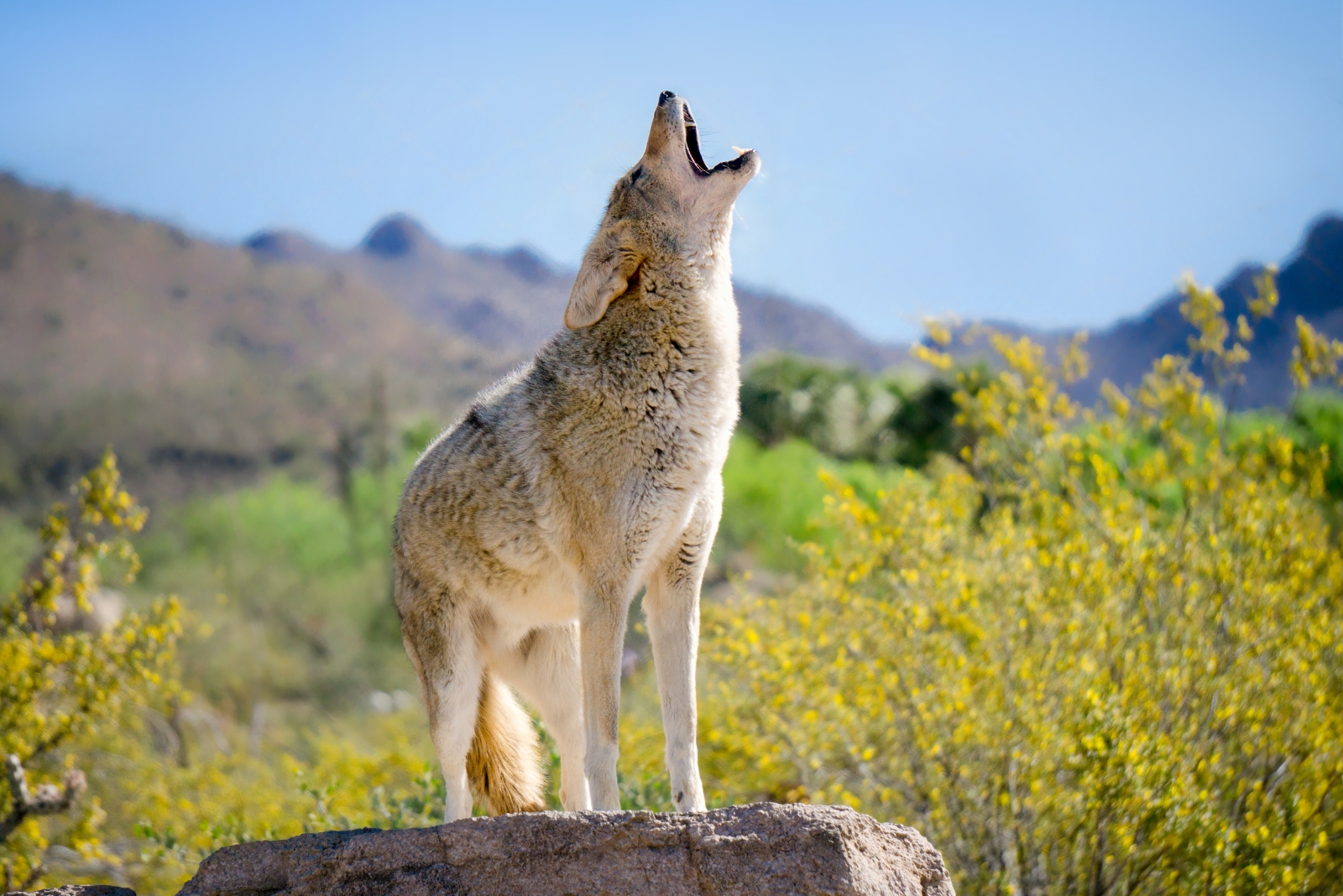 What To Do If A Coyote Shows Up In Your Colorado Yard