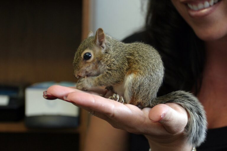 woman holds a baby squirrel in her hand