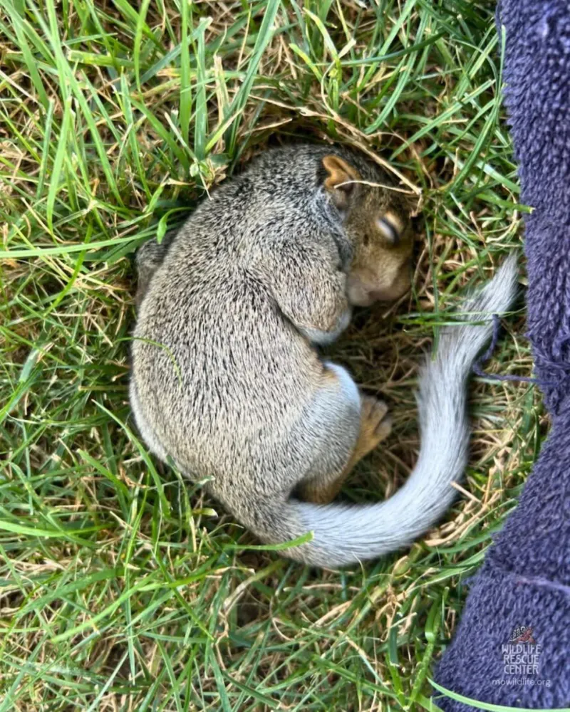 Check If The Squirrel Actually Needs Help