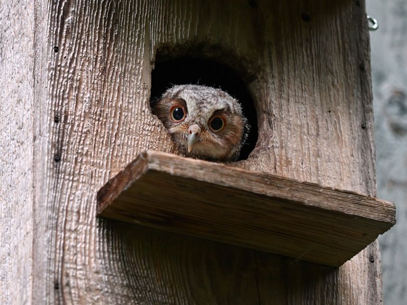 Install Owl Nesting Boxes