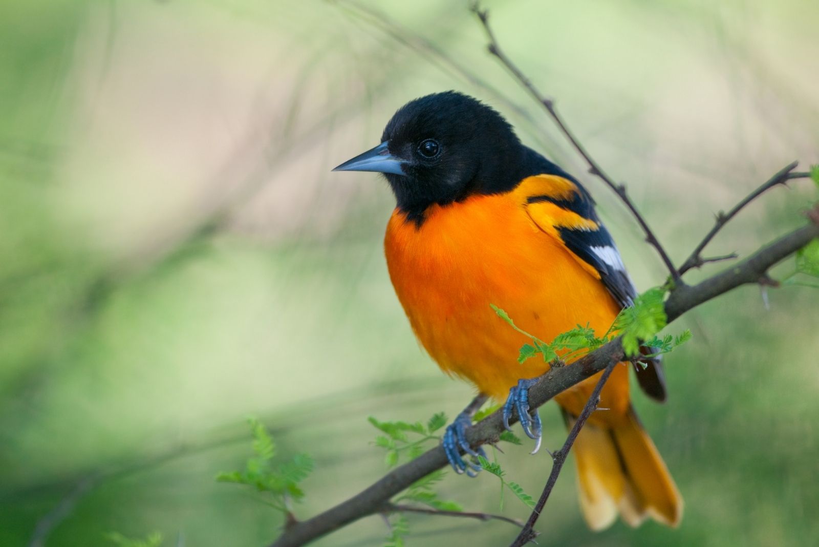 When Do Orioles Migrate South For The Winter In Ohio