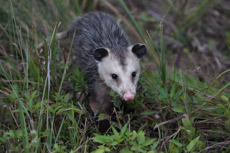 Protecting Your Arizona Garden After Possums Are Gone