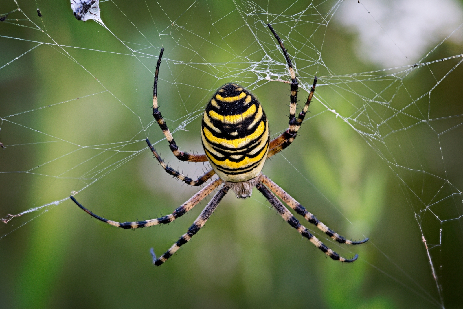 Where Garden Spiders Live In North Carolina And What You Should Know