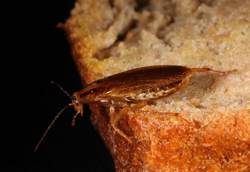 German Cockroaches