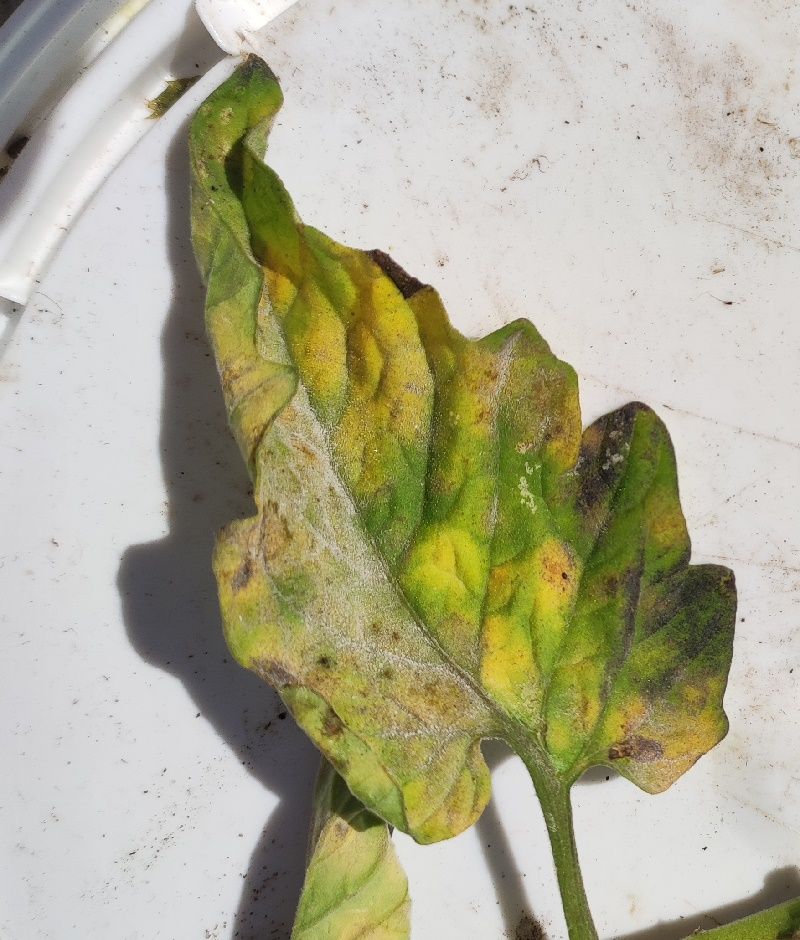 Rapid Plant Collapse Needs Fast Response