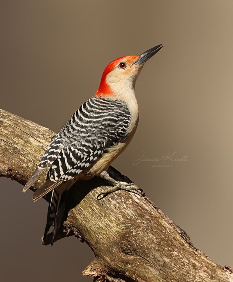 Red-bellied Woodpecker