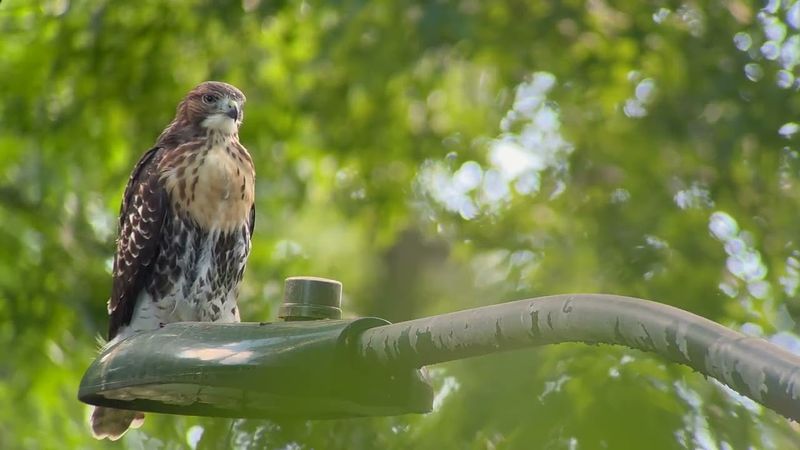 Red-tailed Hawks Perching On Streetlights