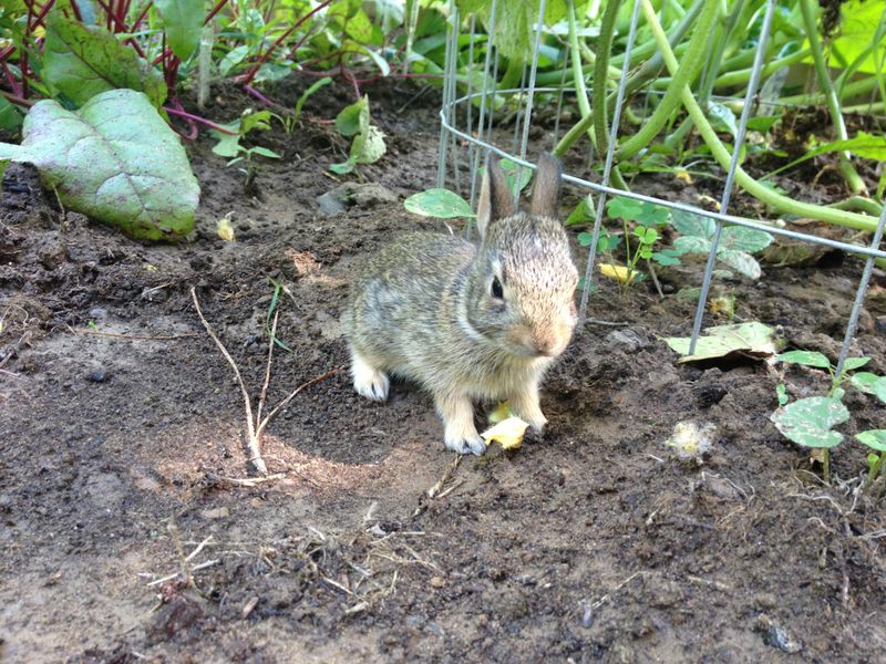 Eastern Cottontail Rabbits: Garden Nibblers