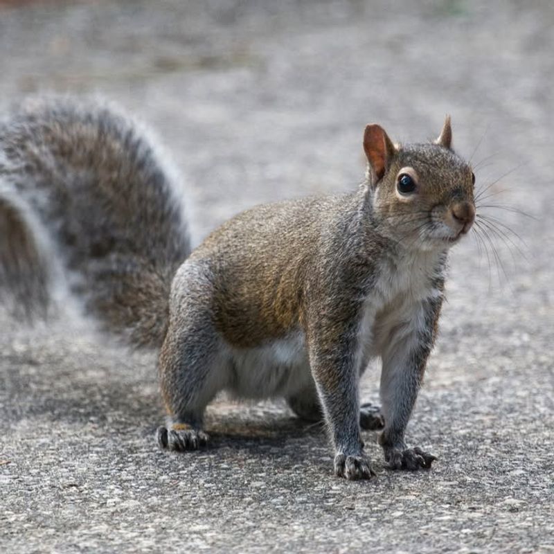 Eastern Gray Squirrels: Aerial Acrobats And Bulb Thieves