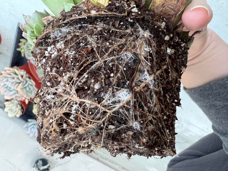 Root Mealybugs: Underground Destroyers