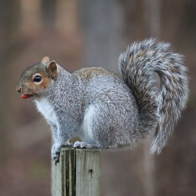 Eastern Gray Squirrels: Acrobatic Backyard Residents