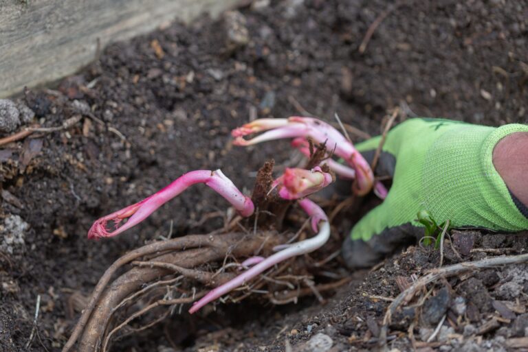 gardener plants divided peony