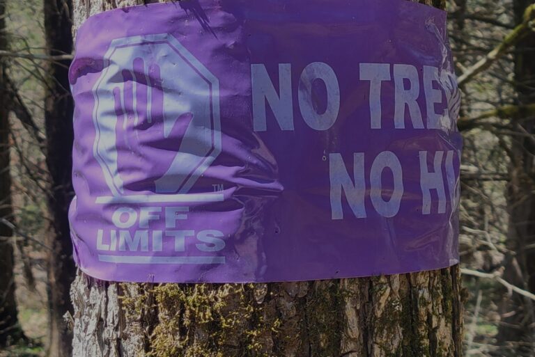 purple paint on a tree