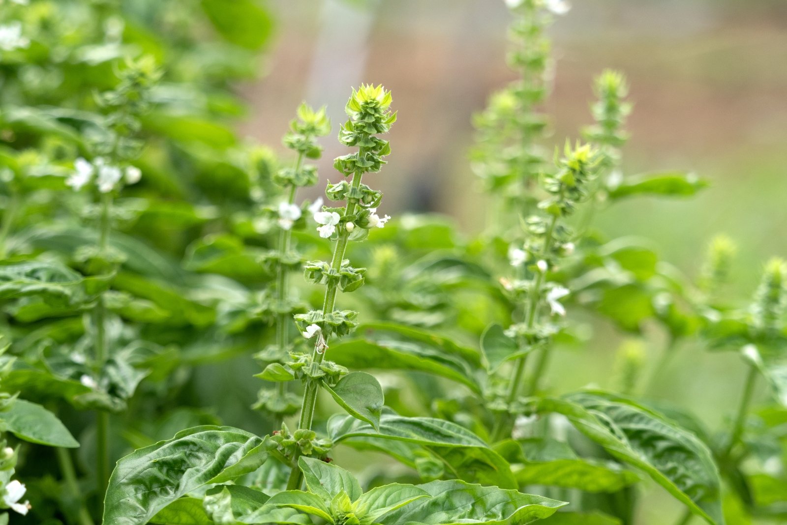 Why Basil Turns To Flowers Too Soon In California Gardens