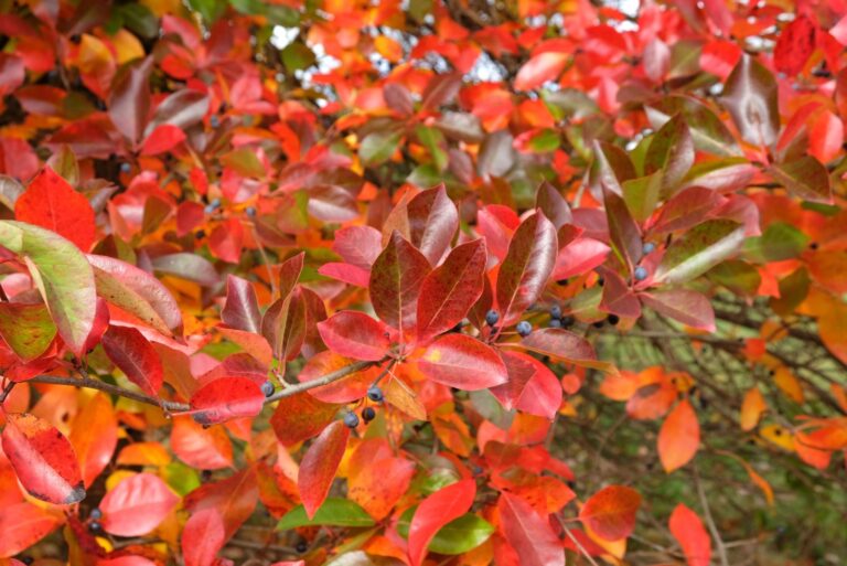 black gum tree leaves