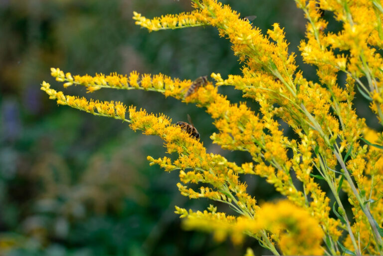 Goldenrod (featured image)
