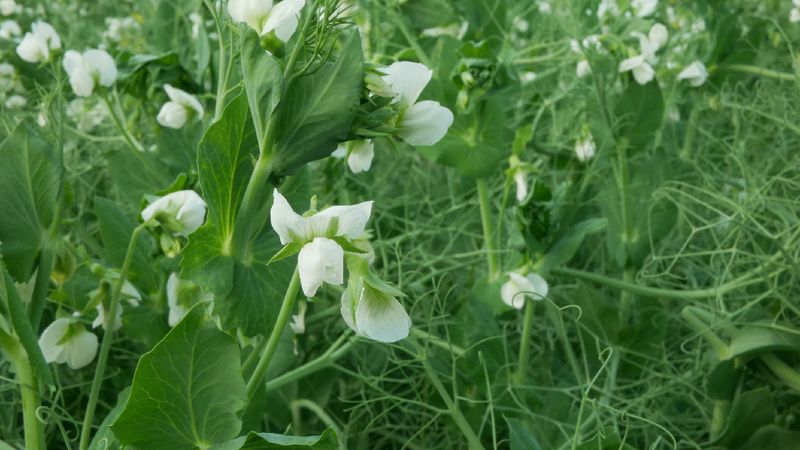 Plant Cover Crops As Natural Soil Healers