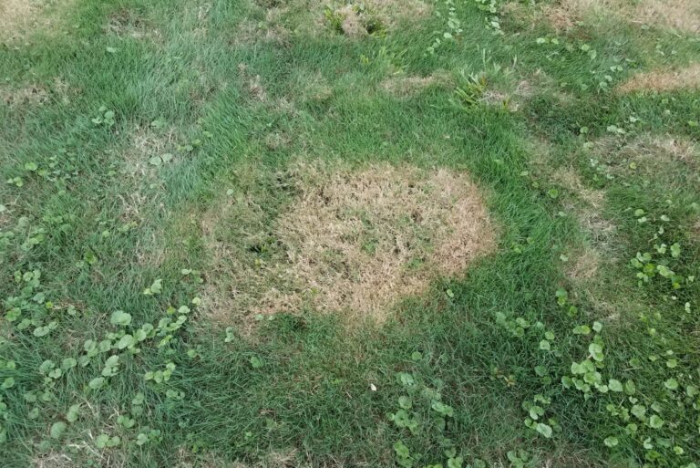 dead lawn patch
