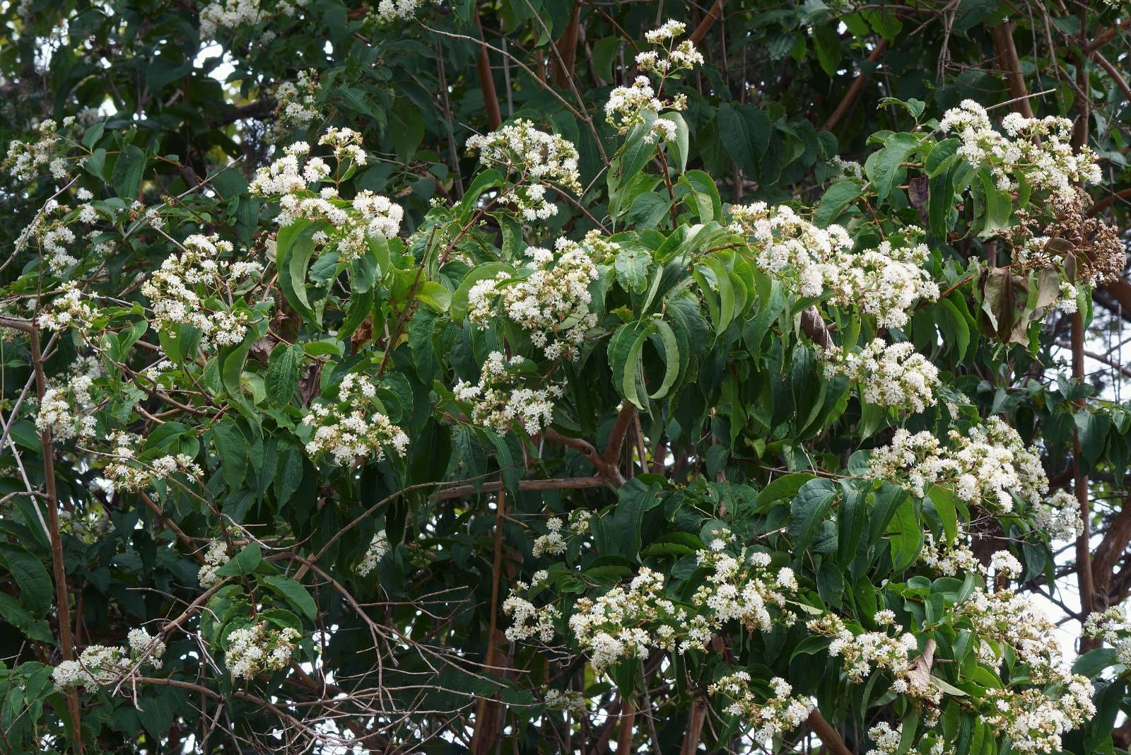 Why Every Bee And Bird Flocks To This Tree In New York In September