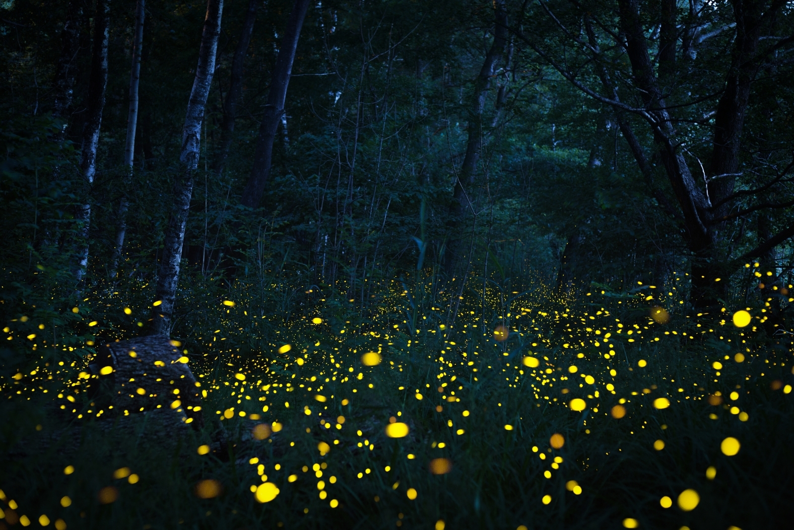 Fireflies (featured image)