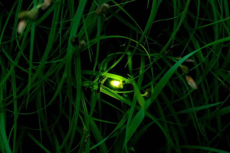 firefly in the grass at night