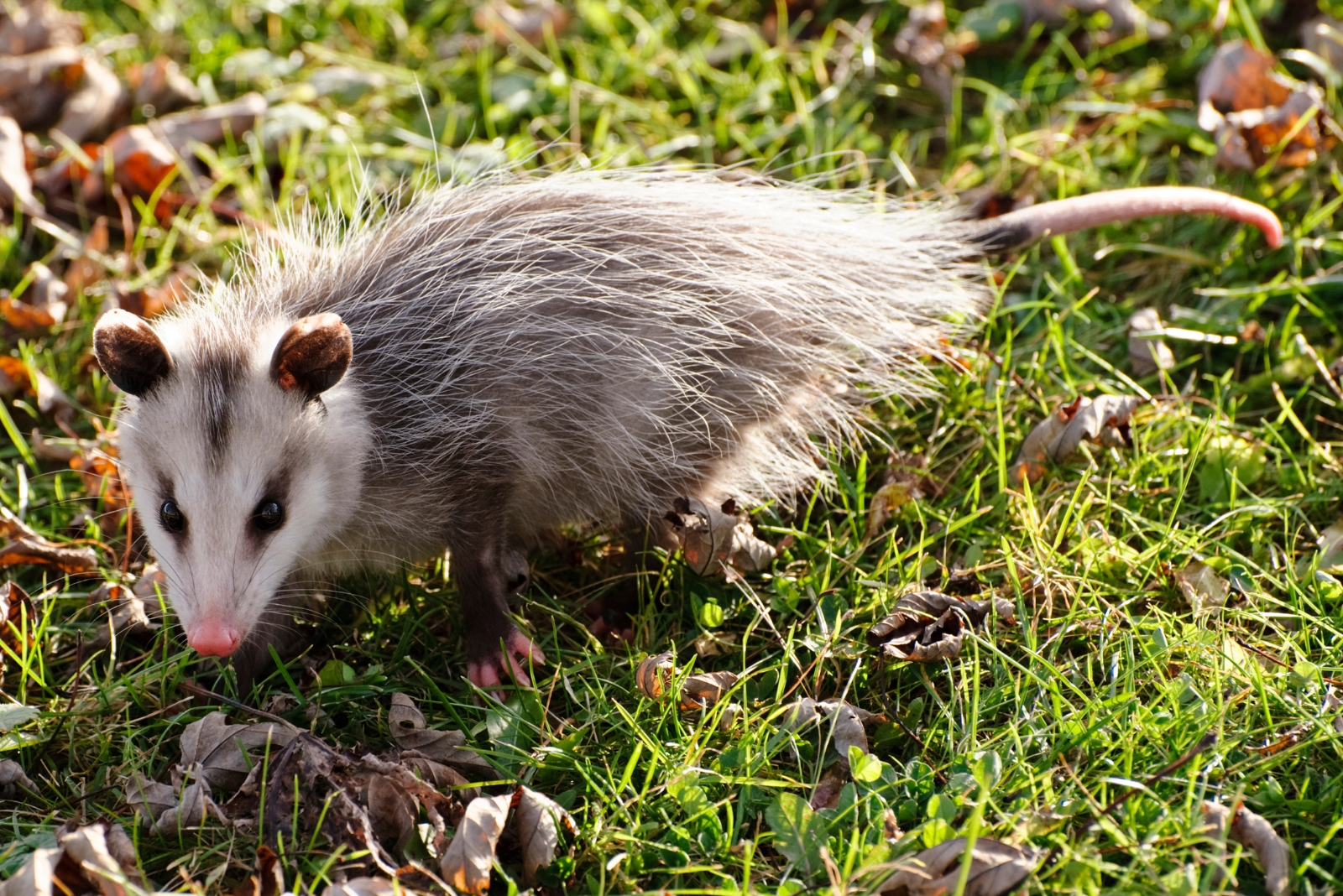 Why Florida Homeowners Should Think Twice Before Removing Possums From Yards