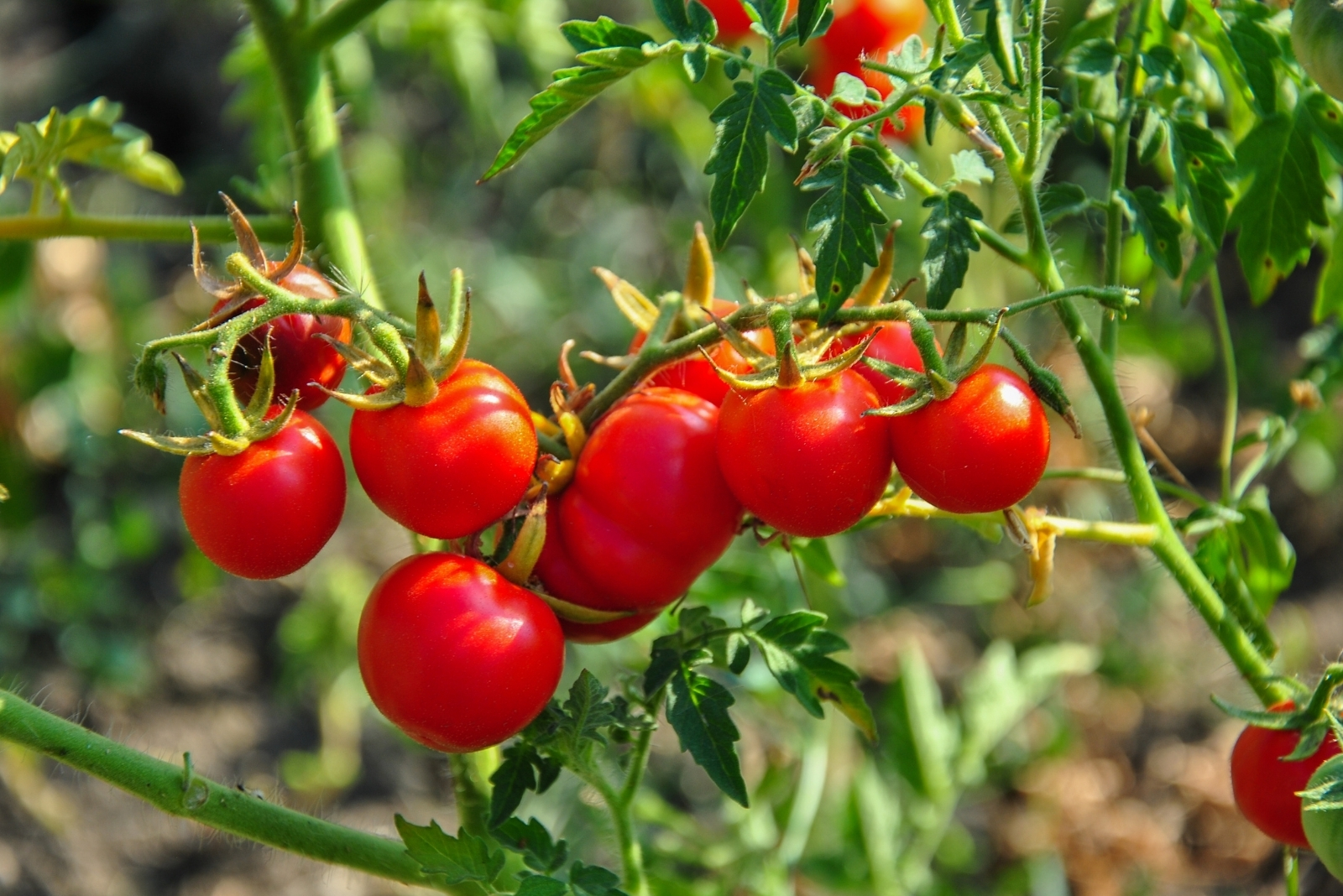 Why Homegrown Tomatoes Lack Flavor In Michigan And Wisconsin
