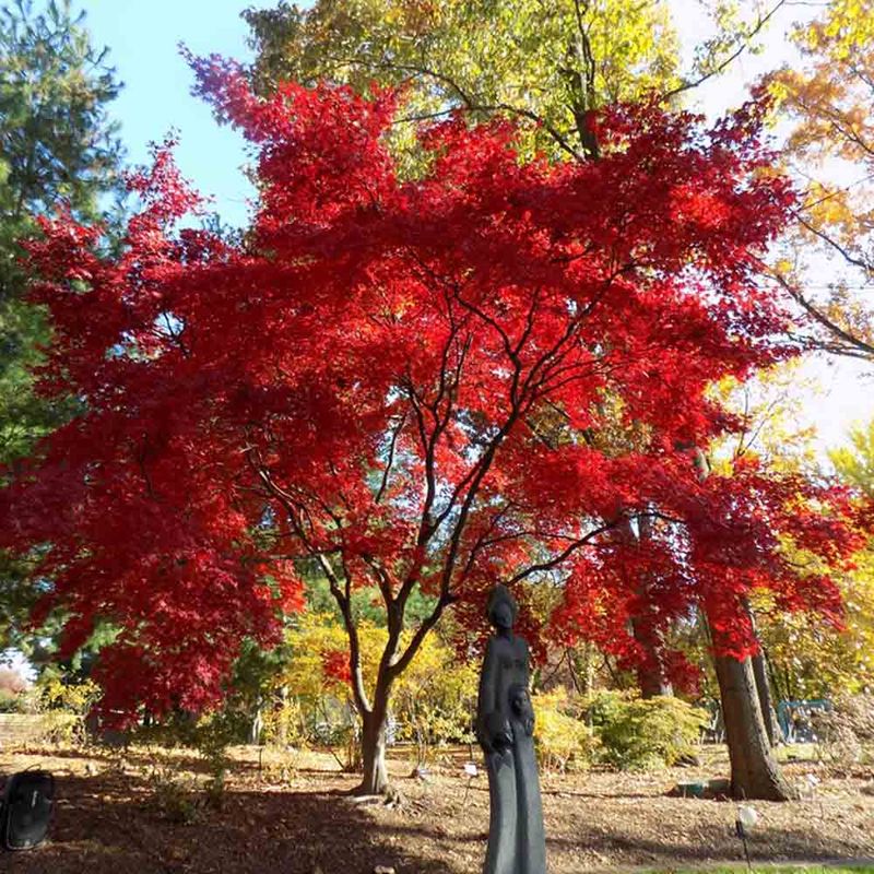 Perfect Climate Balance For Japanese Plants